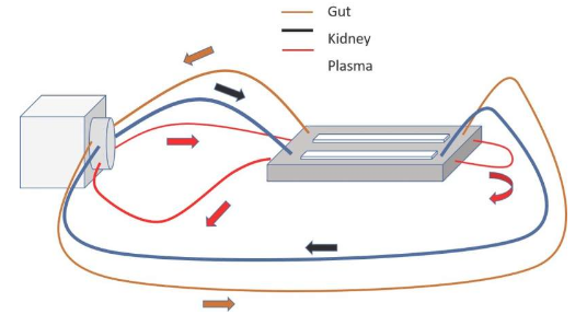 研究肾脏和肠道功能的新型微型系统