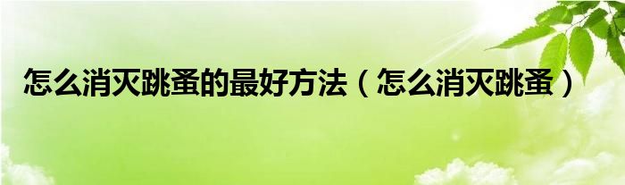 怎么消灭跳蚤的最好方法（怎么消灭跳蚤）