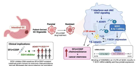 研究发现驱动胃癌化疗耐药和肿瘤复发的新分子机制