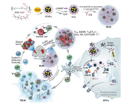 单剂量可注射水凝胶纳米疫苗用于强有力的癌症免疫治疗