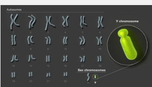研究人员组装了人类Y染色体的第一个完整序列