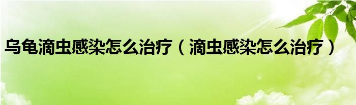 乌龟滴虫感染怎么治疗（滴虫感染怎么治疗）