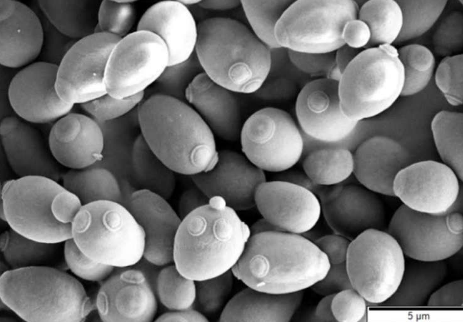 研究人员表示用于食品生产的真菌可能会产生新的益生菌