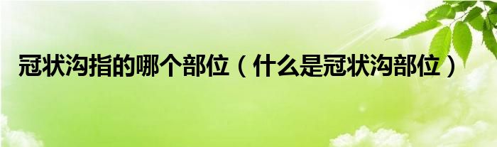 冠状沟指的哪个部位（什么是冠状沟部位）