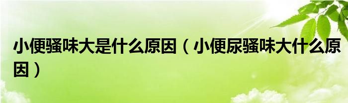 小便骚味大是什么原因（小便尿骚味大什么原因）