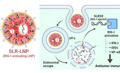新型纳米粒子可增强小鼠免疫系统以对抗黑色素瘤和乳腺癌