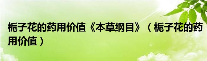 栀子花的药用价值《本草纲目》（栀子花的药用价值）