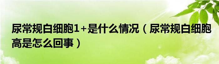 尿常规白细胞1+是什么情况（尿常规白细胞高是怎么回事）