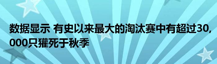 数据显示 有史以来最大的淘汰赛中有超过30,000只獾死于秋季