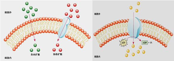 研究人员将新的跨膜蛋白鉴定为氯离子通道