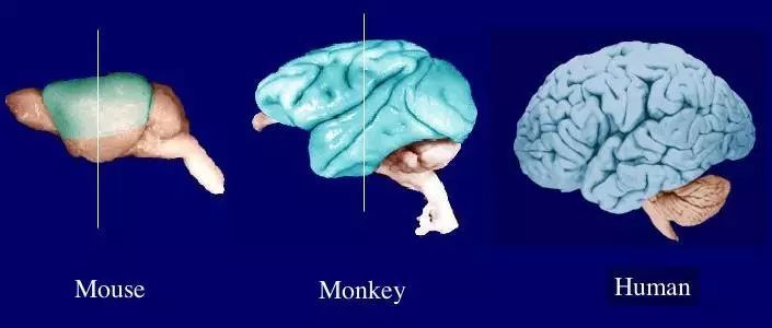 科学家动员了先进的成像和计算方法以全面绘制整个小鼠大脑中细胞的总数