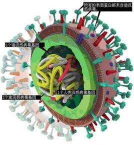 科学研究发现甲型流感病毒的机制